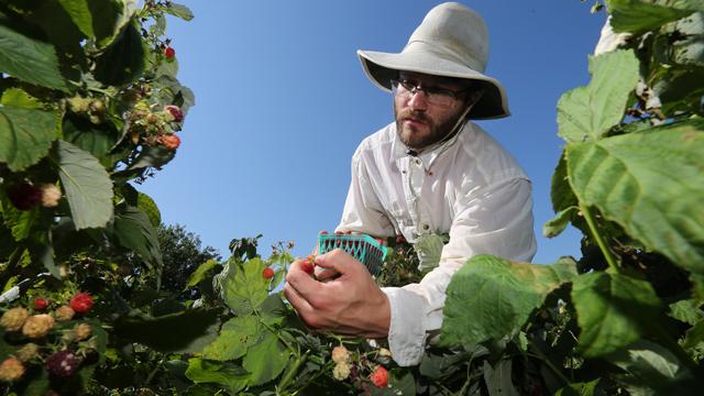 Sustainable agriculture participant harvesting on the 赌钱app可以微信提现 Open Petal farm